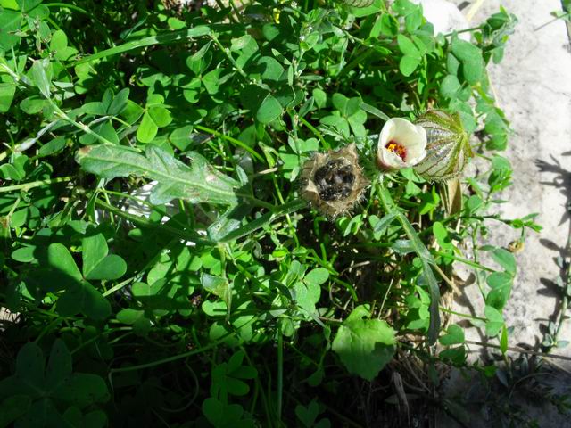 Hibiscus trionum